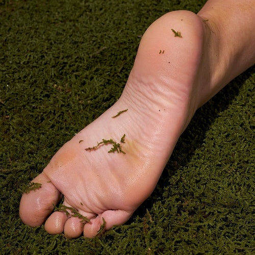 How can everyone reduce their carbon footprint?